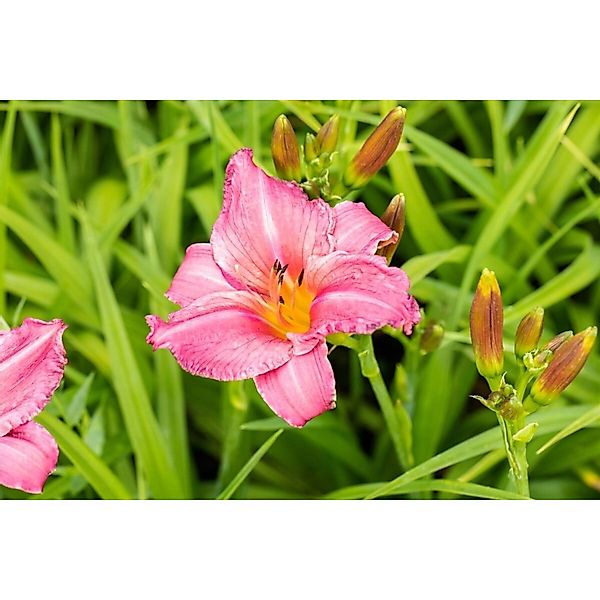 Hemerocallis X Cult. Summer Wine Taglilie Ca. 11x11 cm Topf günstig online kaufen