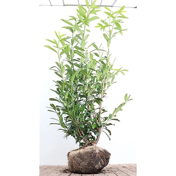 Prunus laurocerasus 'Caucasica' 175-200 cm günstig online kaufen