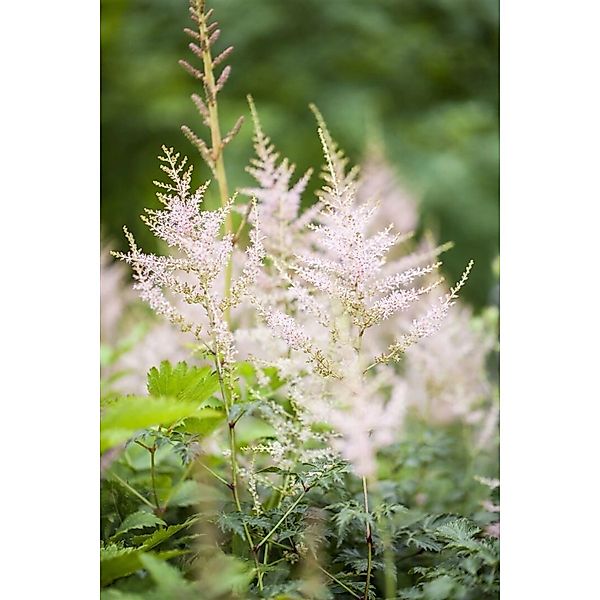 Astilbe X Cult Younique White R Ca. 11x11 cm Topf günstig online kaufen