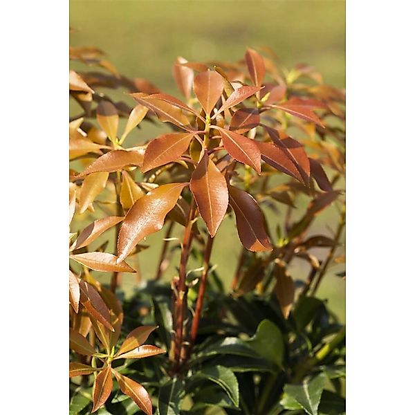 Pieris Japonica Mountain Fire Japanische Lavendelheide 40–50 cm günstig online kaufen