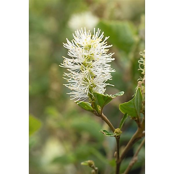 Fothergilla Gardenii Blue Shadow Federbuschstrauch Blaugrün 30–40 cm günstig online kaufen