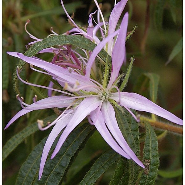 Spider-Azalee 30-40cm - Rhododendron macrosepalum günstig online kaufen