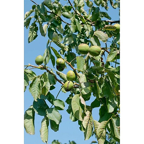 Juglans Regia Lake Walnussbaum 150–200 cm günstig online kaufen