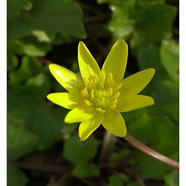 Scharbockskraut Flore Pleno - Ficaria verna günstig online kaufen