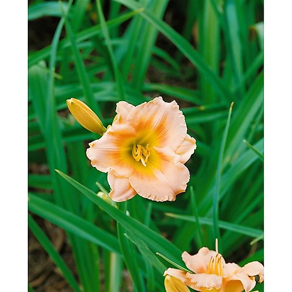 Hemerocallis X Cult. Lullaby Baby Taglilie Ca. 11x11 cm Topf günstig online kaufen
