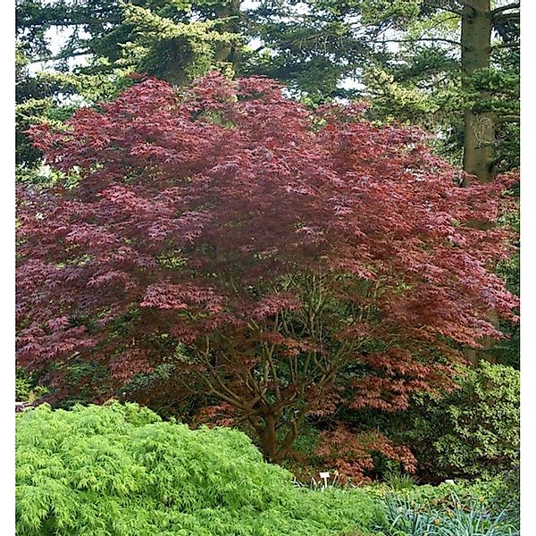 Japanischer Fächer Ahorn Rhode Island Red 40-60cm - Acer palmatum günstig online kaufen