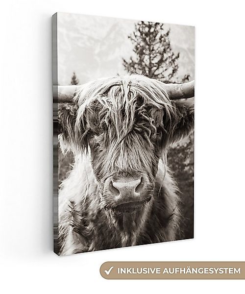 OneMillionCanvasses® Leinwandbild Schottischer Highlander - Kuh - Tiere - S günstig online kaufen
