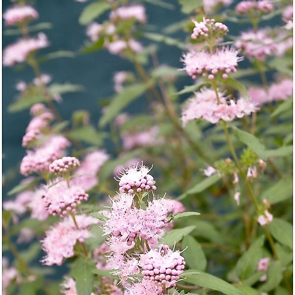 Bartblume Stephi 40-60cm - Caryopteris clandonensis günstig online kaufen