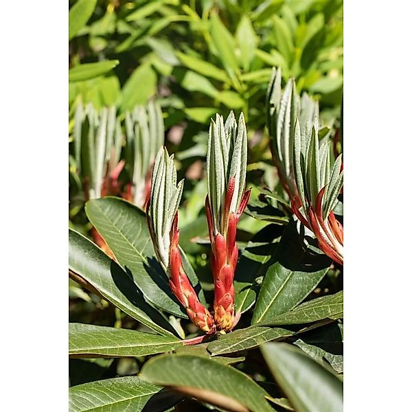 Rhododendron Hybr. Traillianum Immergrün 90–100 cm günstig online kaufen