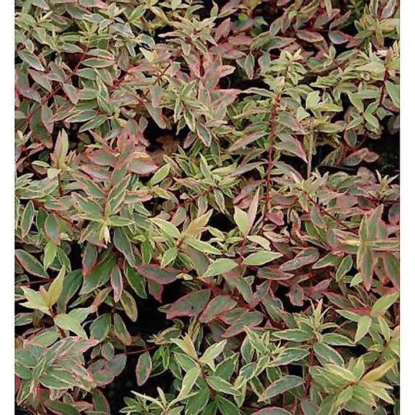 Hohes Johanniskraut Tricolor - Hypericum moserianum günstig online kaufen