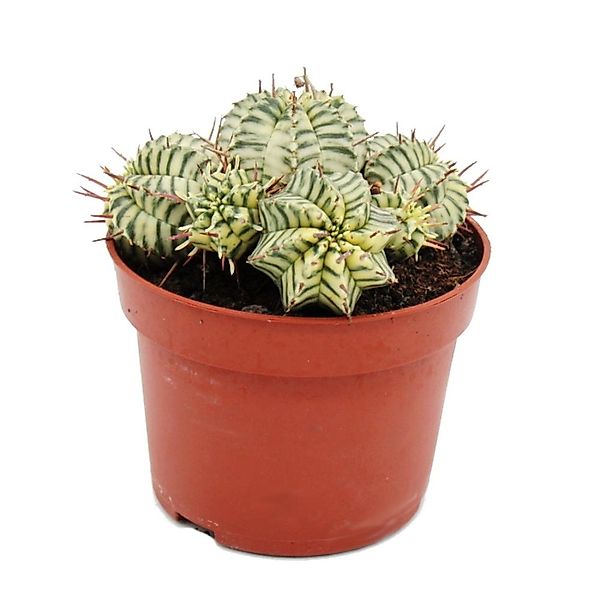 Exotenherz Kaktus Euphorbia meloformis variegata panaschierte Kugel-Wolfsmi günstig online kaufen