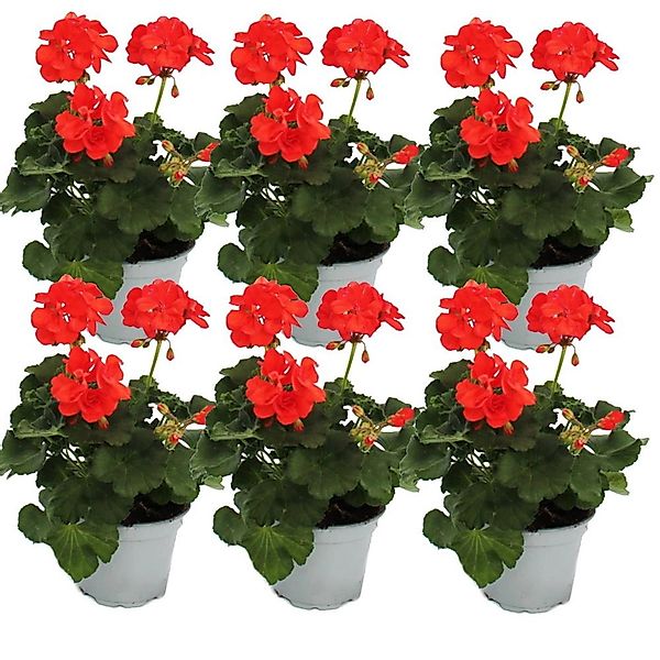 Exotenherz Geranien Stehend Pelargonium Zonale 12cm Topf Set mit 6 Pflanzen günstig online kaufen
