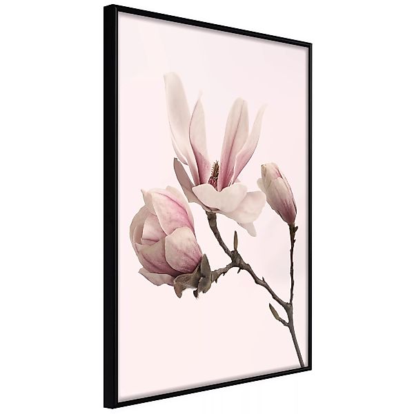 Poster - Blooming Magnolias Ii günstig online kaufen