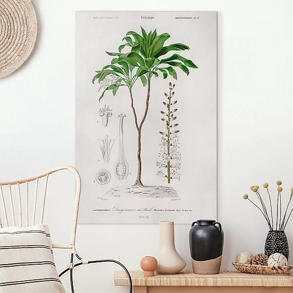 Leinwandbild Botanik Vintage Illustration Tropische Palme günstig online kaufen