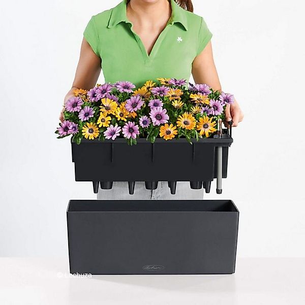 Lechuza® Balkonkasten Balconera Color 50 Balkonkasten günstig online kaufen