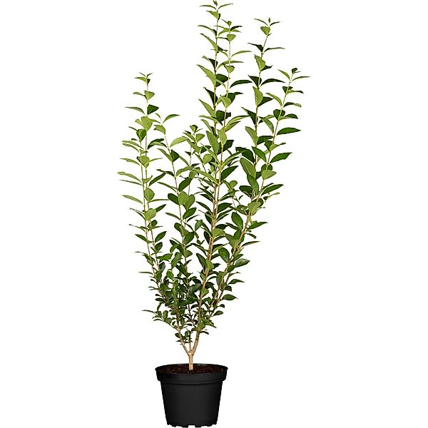 GROW by OBI Liguster Grün Höhe ca. 60-80 cm Topf ca. 3 l Ligustrum Atrovire günstig online kaufen