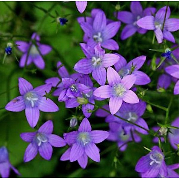 Wiesen Glockenblume - Campanula patula günstig online kaufen