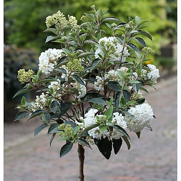 Hochstamm Schneeball Eskimo 100-125cm - Viburnum erubes günstig online kaufen