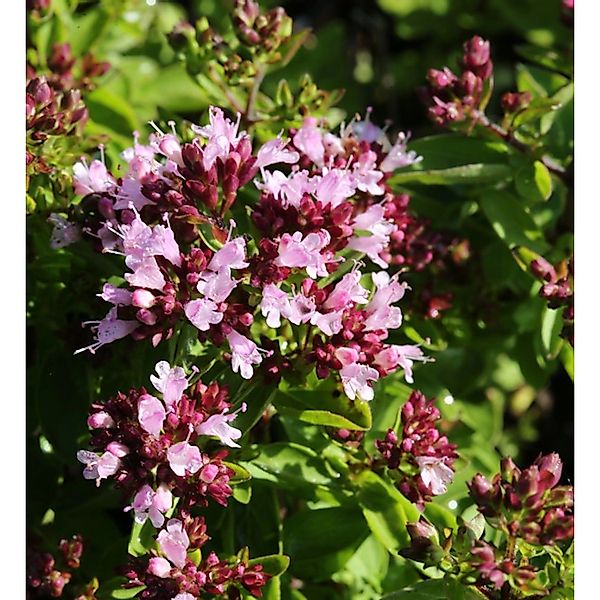 Oregano Hot and Spicy - Origanum vulgare günstig online kaufen