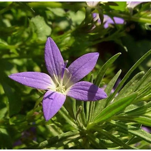 Glockenblume Blauranke - Campanula poscharskyana günstig online kaufen