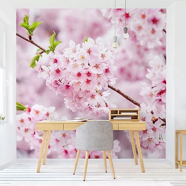 Fototapete Japanische Kirschblüten günstig online kaufen
