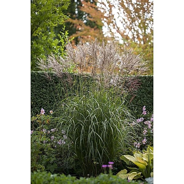 Miscanthus Sinensis China Chinaschilf Ca. 11x11 cm Topf günstig online kaufen