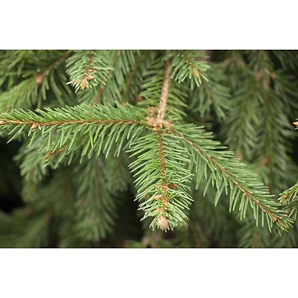 Abies Homolepis Nikko-Tanne 100–125 cm günstig online kaufen