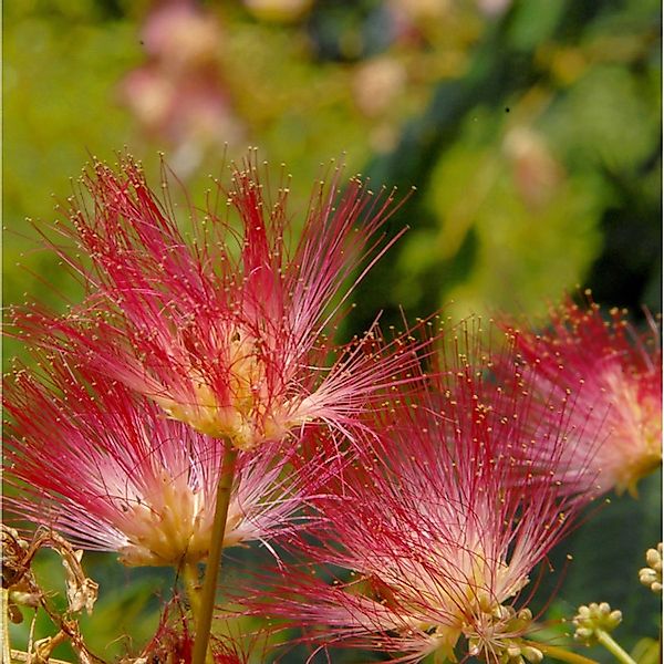 Hochstamm Seidenakazie Tropical Dream - Schlafbaum 100-125cm - Albizia juli günstig online kaufen