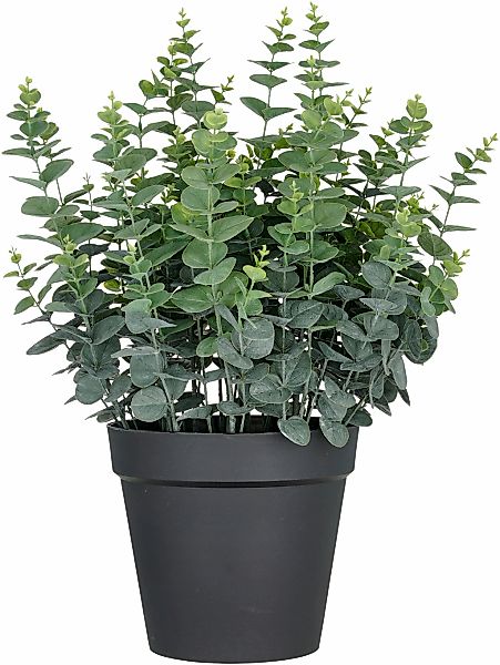 Creativ green Kunstpflanze "Eukalyptus gunnii", in UV-beständiger Ausführun günstig online kaufen