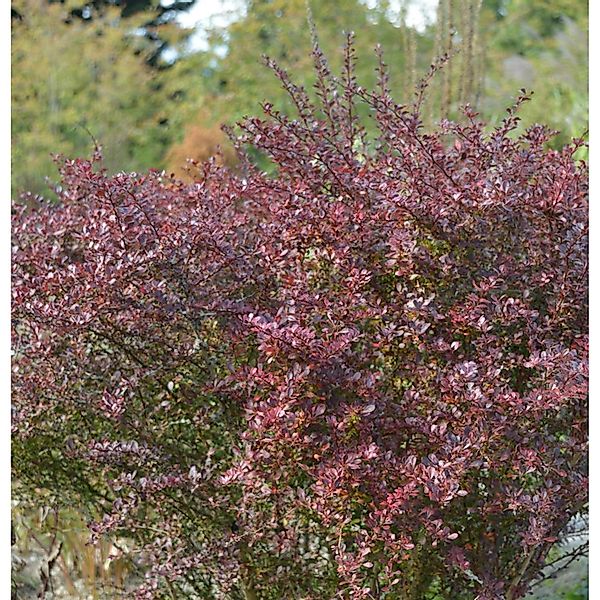 Beberitze Coral 20-25cm - Berberis thunbergii günstig online kaufen