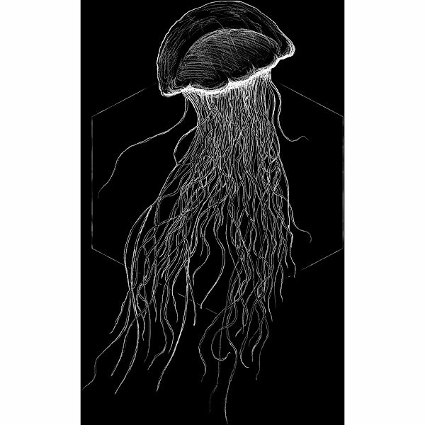 Komar Wandbild Jellyfish Black 40 x 50 cm günstig online kaufen