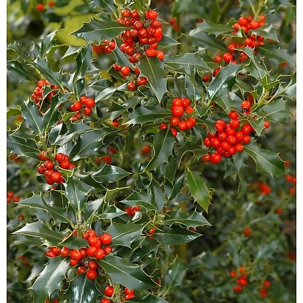 Gemeine Stechpalme Ilex 60-80cm - ilex aquifolium günstig online kaufen