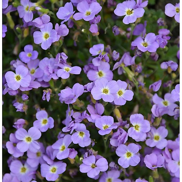 Blaukissen Hürth - Aubrieta cultorum günstig online kaufen