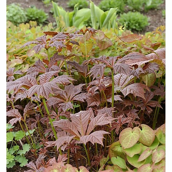 Gestieltblättriges Schaublatt Braunlaub - Rodgersia podophylla günstig online kaufen