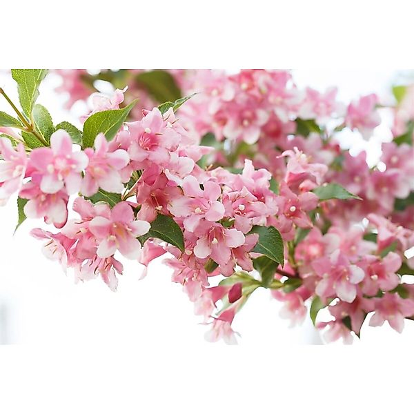 Weigela Rosea Weigelie Rosa Blüten 80–100 cm günstig online kaufen
