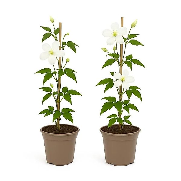Exotenherz Kletterpflanzen Clematis Montana Grandiflora Weiß -2er Set 11cm günstig online kaufen