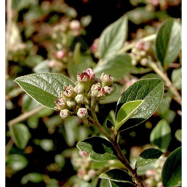 Fruchtmispel 30-40cm - Cotoneaster franchetii günstig online kaufen