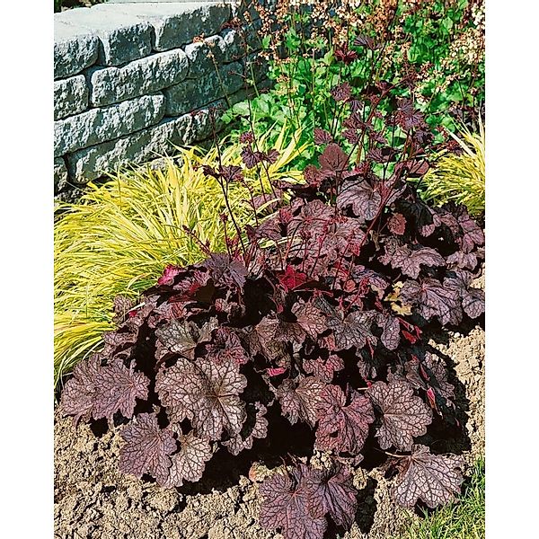Heuchera Americana Velvet Night Purpurglöckchen Ca. 11x11 cm Topf günstig online kaufen