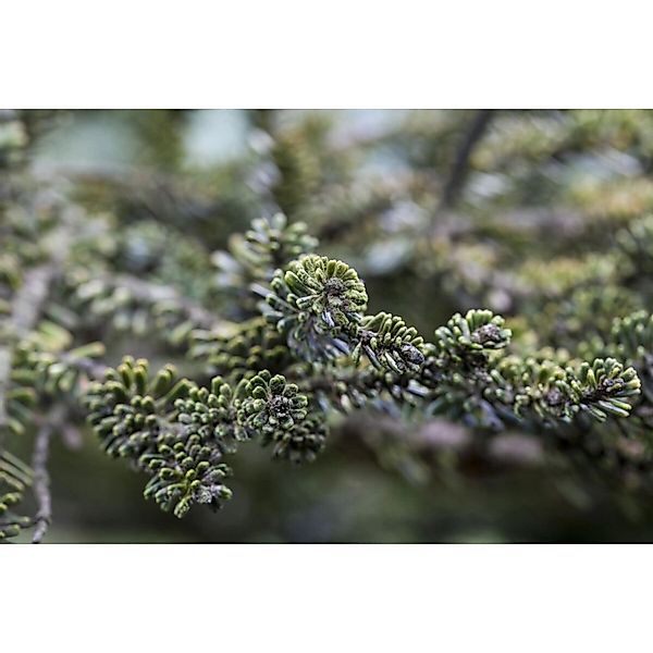 Abies Koreana Kohouts Icebreaker ® Tanne 60–80 cm günstig online kaufen