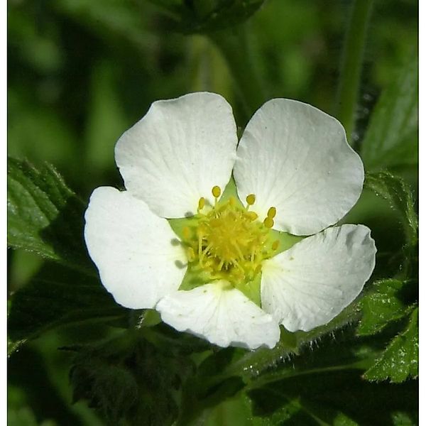 Felsen Fingerkraut - Drymocallis rupestris günstig online kaufen