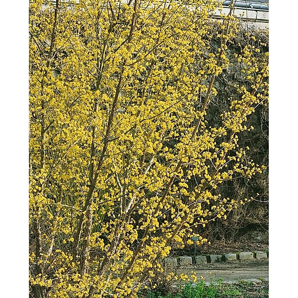 Cornus Officinalis Japanischer Hartriegel 60–100 cm Gelbe Blüten günstig online kaufen