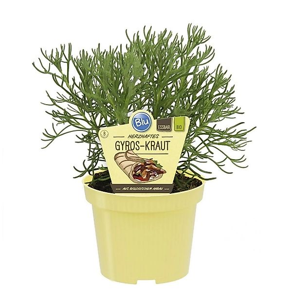 Exotenherz Gyroskraut in Bio-Qualität Artemisia Caucasica Kräuterpflanze im günstig online kaufen