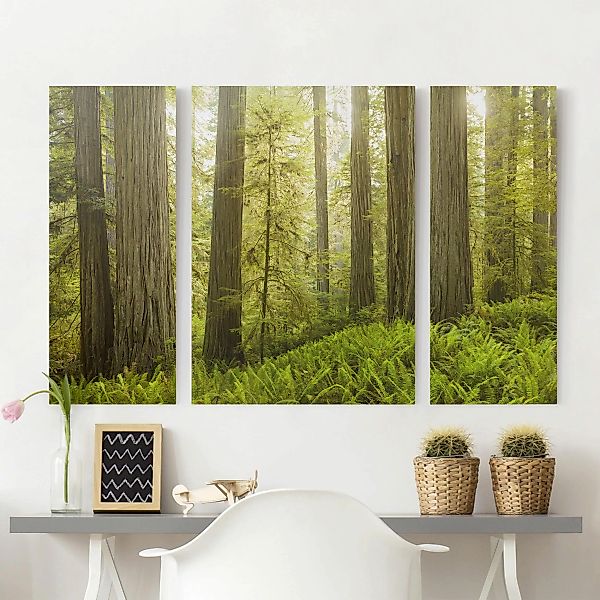 3-teiliges Leinwandbild Wald - Querformat Redwood State Park Waldblick günstig online kaufen