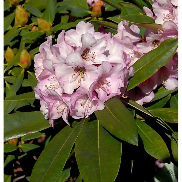 INKARHO - Rhododendron Dominik 30-40cm - Alpenrose günstig online kaufen