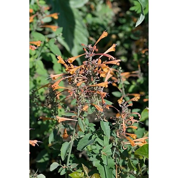 Agastache Rupestris Duftnessel Ca. 11x11 cm Topf günstig online kaufen