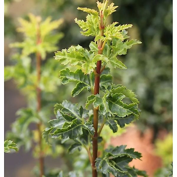 Ahorn Shishigashira 40-60cm - Acer palmatum günstig online kaufen