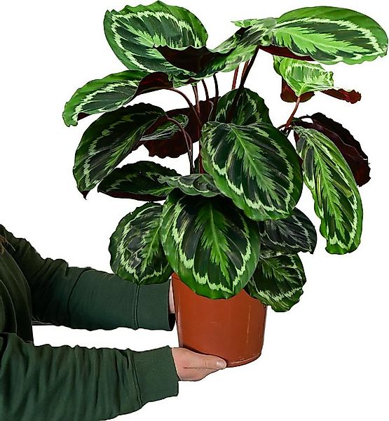 Green Me Up Zimmerpflanze Calathea Medallion No.19, im 19 cm Topf, 50–60 cm günstig online kaufen