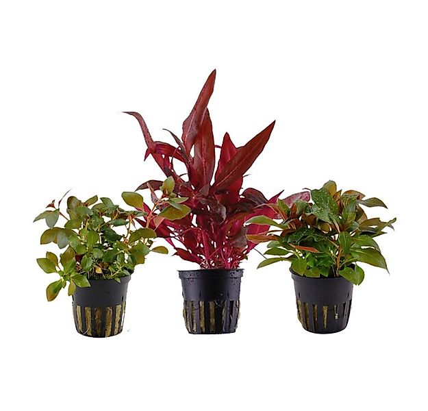 Aquaone Wasserpflanze Pflanzen Set mit 3 schönen roten Wasserpflanzen Nr.10 günstig online kaufen