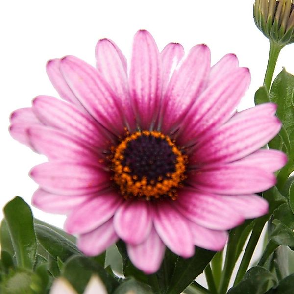 Exotenherz Kapkörbchen Osteospermum Ecklonis 11cm Topf Set mit 3 Pflanzen R günstig online kaufen