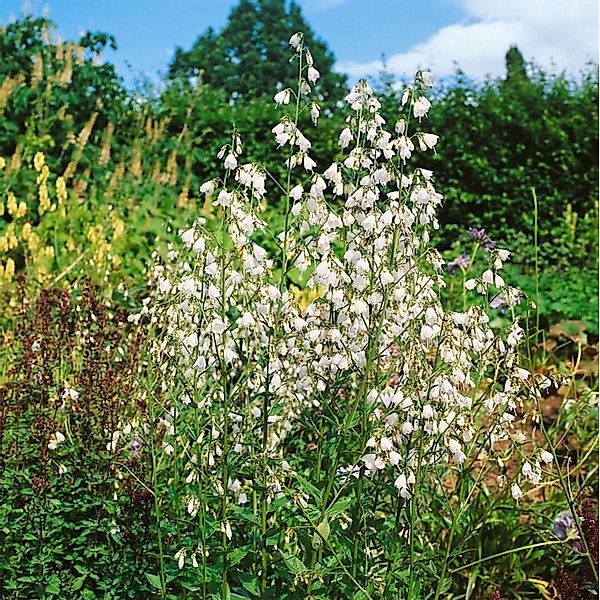 Adenophora Liliifolia Lilienblättrige Glockenblume Ca. 9x9 cm Topf günstig online kaufen